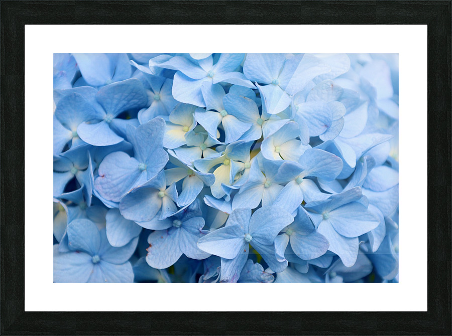 Carolina Blue Picture Frame print