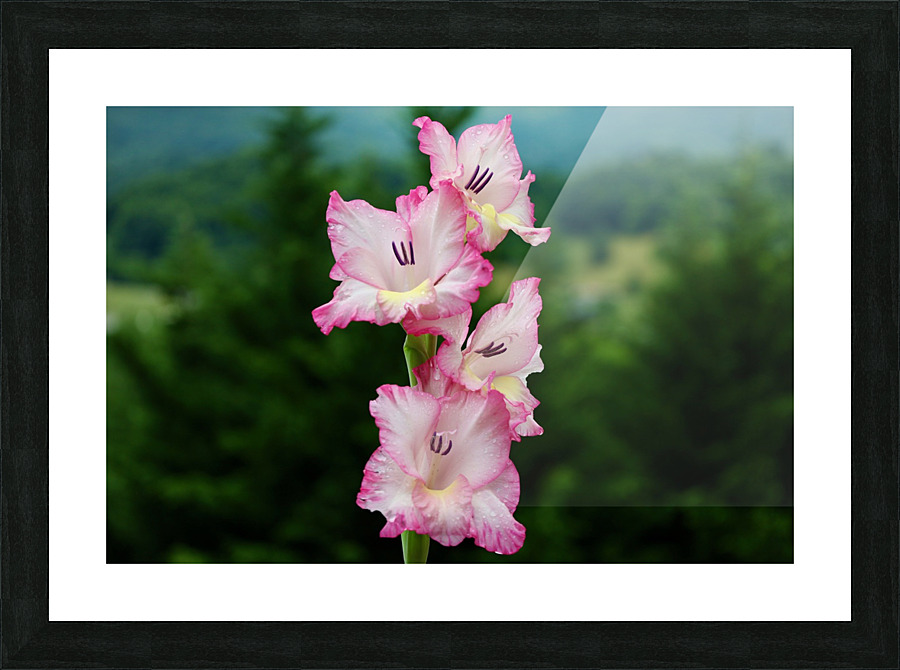 Perfect Pink Picture Frame print