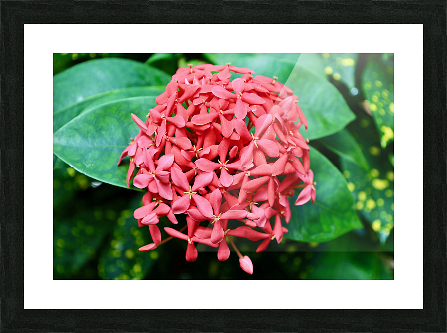 Butterfly Flower Picture Frame print