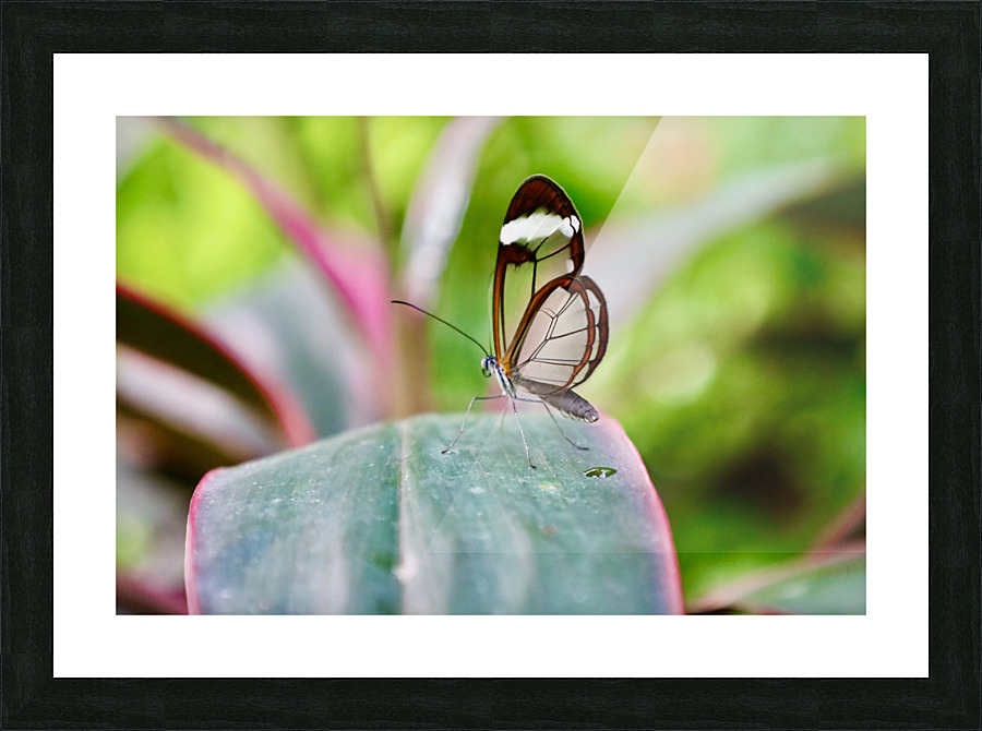 Translucent Wings Picture Frame print