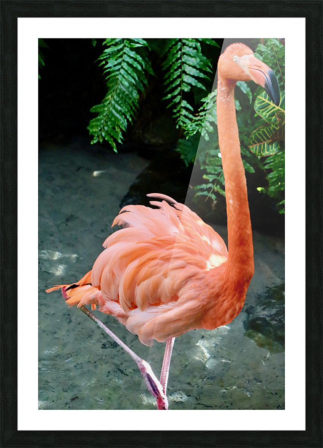 Super Flamingo Picture Frame print