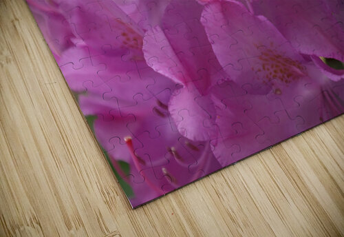 Rhododendron  Franklin Oldham puzzle