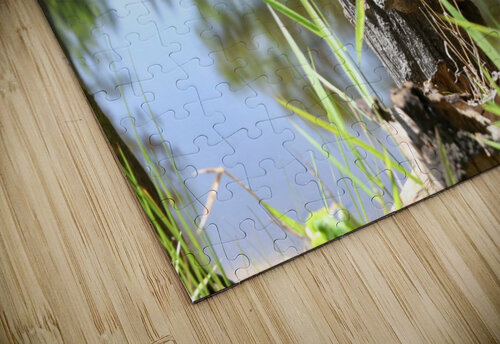 Swamp Reflections Franklin Oldham puzzle