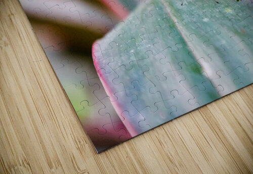 Translucent Wings Franklin Oldham puzzle