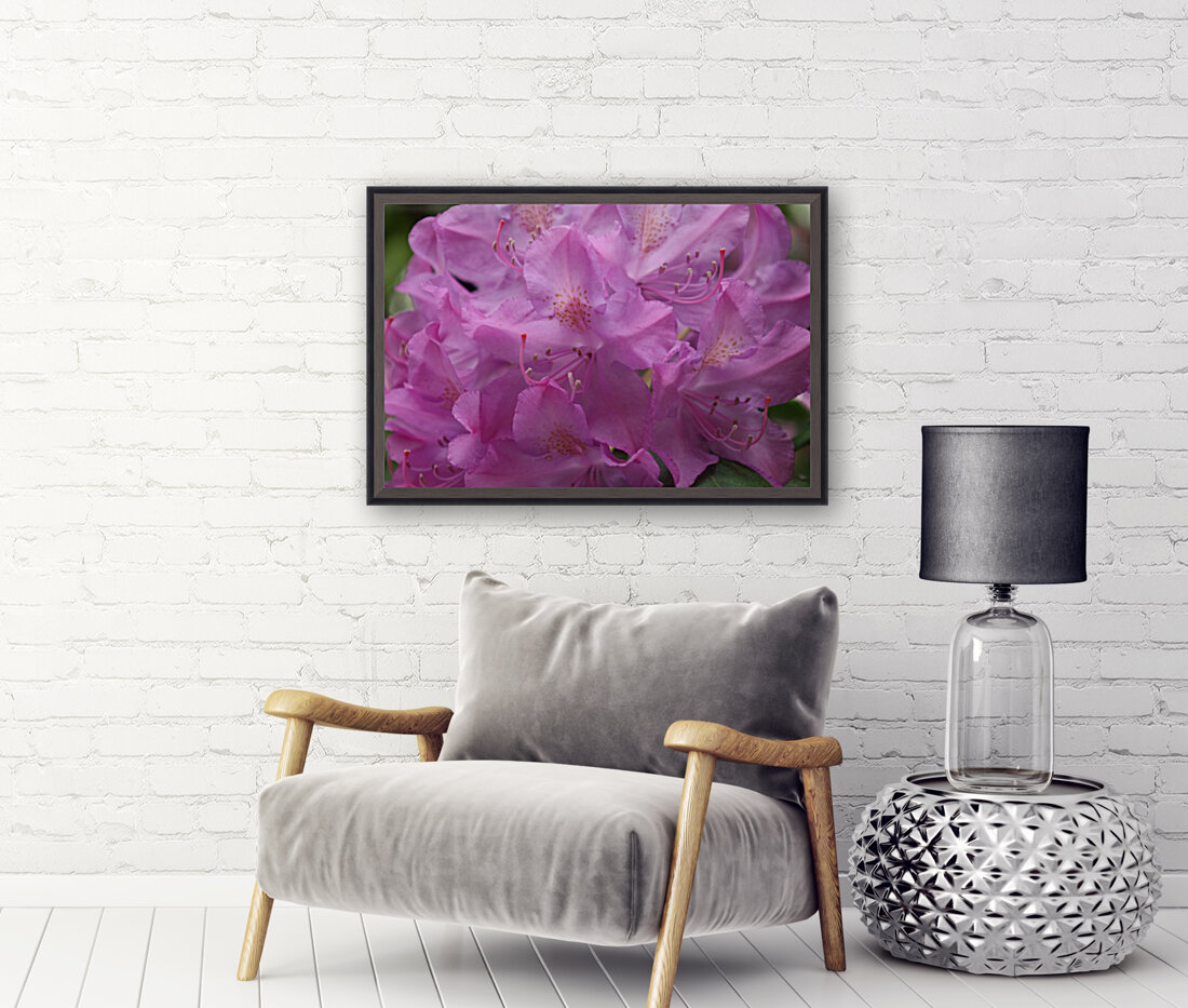 Rhododendron  Reproduction