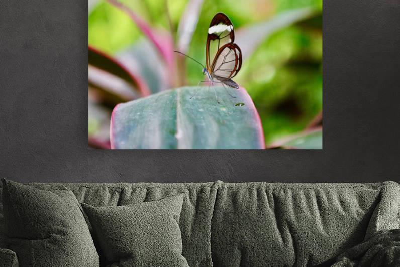 Translucent Wings Reproduction