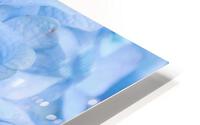 Carolina Blue HD Metal print