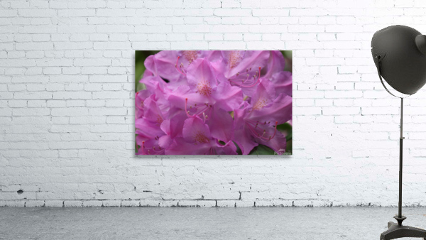 Rhododendron  Wall Preview