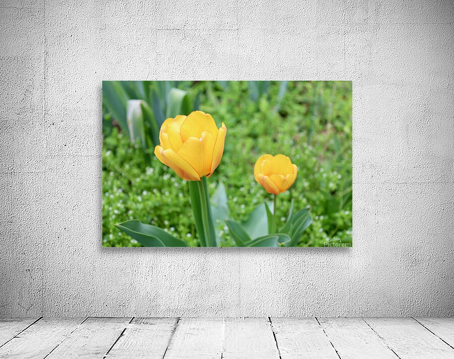 Two Tulips Wall Preview