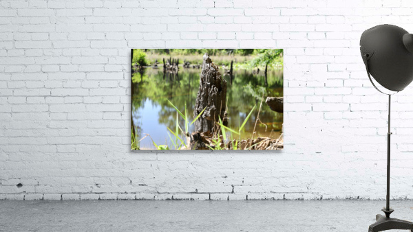 Swamp Reflections Wall Preview
