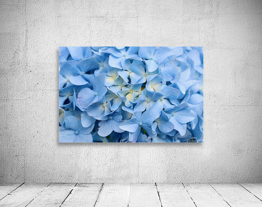 Carolina Blue Wall Preview