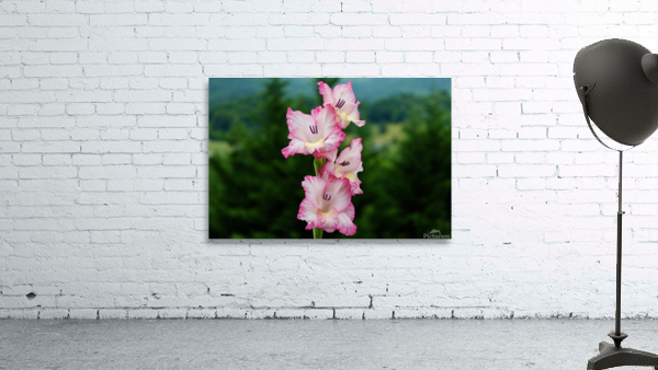 Perfect Pink Wall Preview