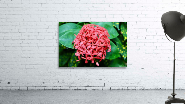 Butterfly Flower Wall Preview