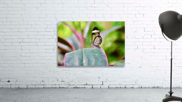 Translucent Wings Wall Preview
