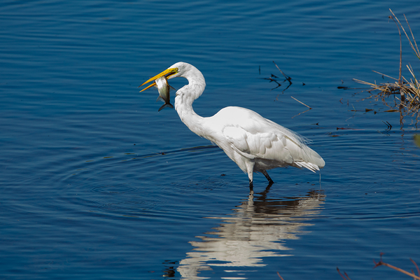 Great Egret 3460 Digital Download