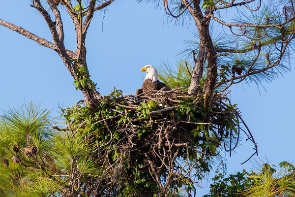Bald Eagle 9148 Digital Download