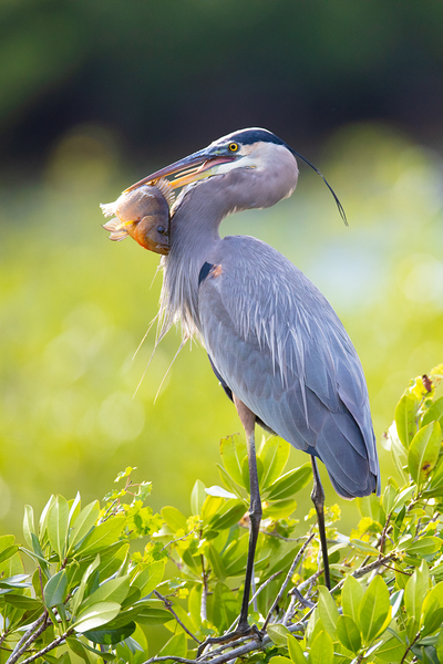 Great Blue Heron 2670 Digital Download