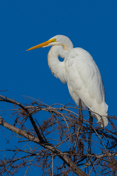 Great Egret 1067 Digital Download