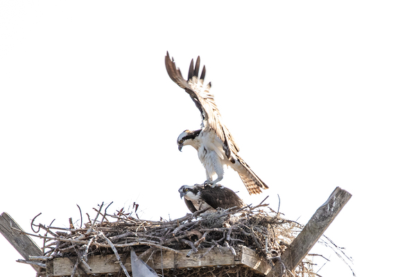 Osprey 1146 Digital Download