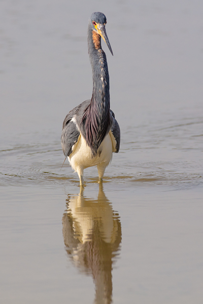 Tri colored Heron 3060 Digital Download