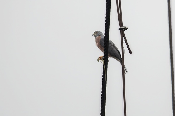 Ecuador 9 0830 Digital Download