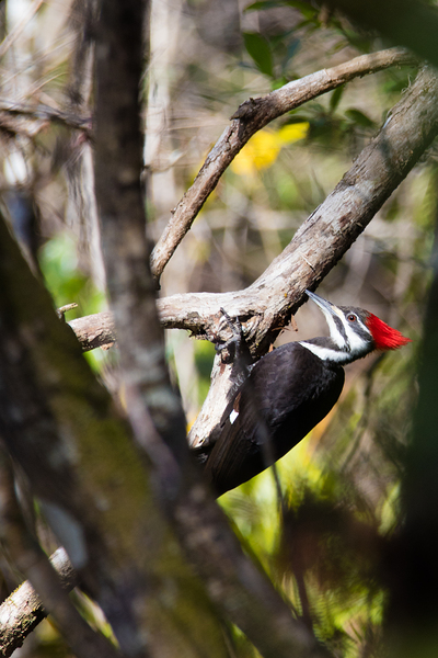 Pileated Woodpecker 7819 Digital Download