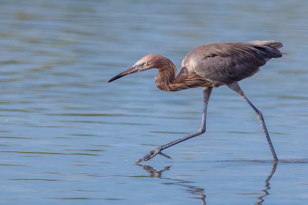Reddish Egret 3351 Digital Download