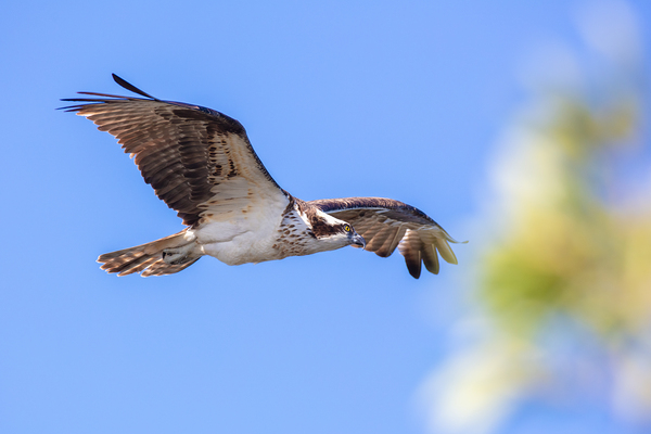 Osprey 5011 Digital Download