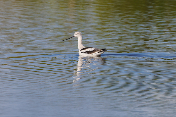 American Avocet 1828 Digital Download