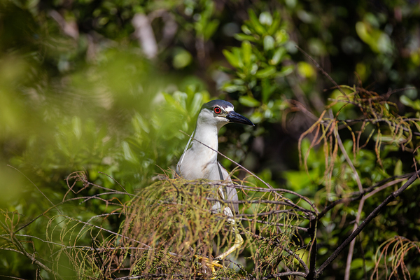 Black crowned Night Heron 9328 Digital Download