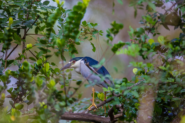 Black crowned Night Heron 9888 Digital Download