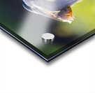 Great Blue Heron 2670 Acrylic print