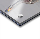 Tri colored Heron 3060 Acrylic print