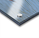 Reddish Egret 3351 Acrylic print