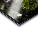 Black crowned Night Heron 9350 Acrylic print