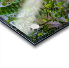 Black crowned Night Heron 9888 Acrylic print