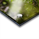 Black crowned Night Heron 9328 Acrylic print