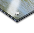 Little Blue Heron 3242 Acrylic print