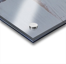 Yellow crowned Night Heron 4831 Acrylic print