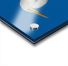 Great Egret 1067 Acrylic print