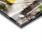 Pileated Woodpecker 7819 Acrylic print