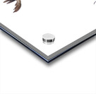 Osprey 1146 Acrylic print