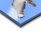 Osprey 5011 Acrylic print