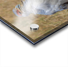Secretarybird 0295 Acrylic print