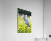 Great Blue Heron 2670 Acrylic Print