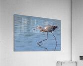 Reddish Egret 3351 Acrylic Print