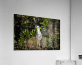 Black crowned Night Heron 9350 Acrylic Print