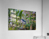 Black crowned Night Heron 9888 Acrylic Print