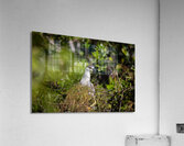 Black crowned Night Heron 9328 Acrylic Print