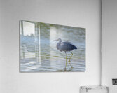 Little Blue Heron 3242 Acrylic Print